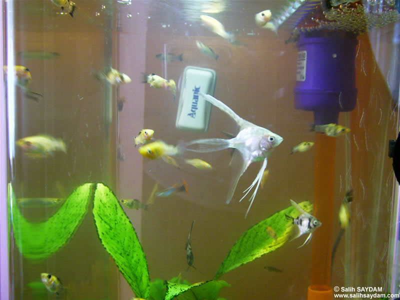Angelfish and Velifera Photo