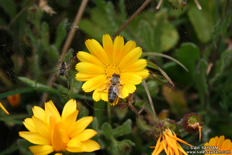Arı ve Örümcek Fotoğrafı (Bartın, Amasra)