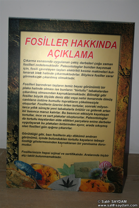 Fosil Açıklamaları Fotoğraf Galerisi (İzmir, Çeşme)
