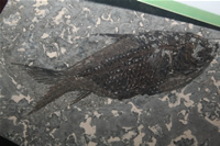 Kara Balık Fosili Fotoğraf Galerisi (İzmir, Çeşme)