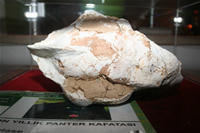 Panter Fosili Fotoğraf Galerisi (İzmir, Çeşme)