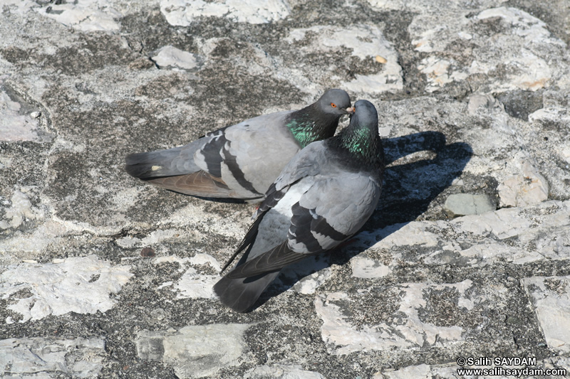 Güvercin Fotoğraf Galerisi 6 (Bartin, Amasra)