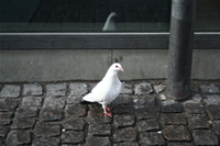 Güvercin Fotoğraf Galerisi 5 (Danimarka, Kopenhag)