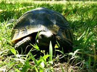 Kaplumbağa Fotoğraf Galerisi 1