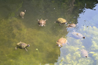 Su Kaplumbağası Fotoğraf Galerisi (Mersin, Anamur (Mamure) Kalesi)