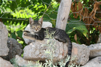 Kedi Fotoğrafı (Mersin, Silifke)