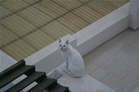 Kedi Fotoğraf Galerisi 7 (İzmir, Çeşme)