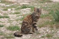 Kedi Fotoğraf Galerisi 8 (Mersin, Silifke, Uzuncaburç)