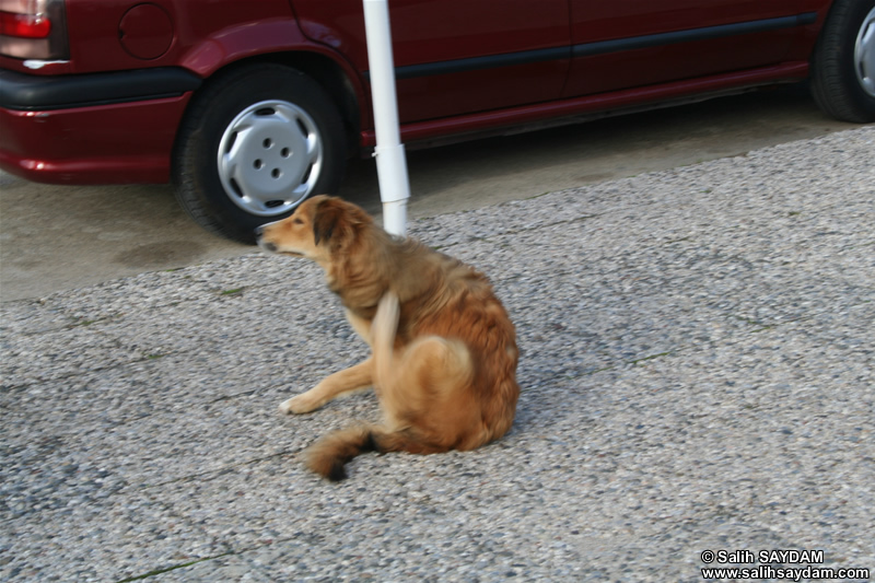 Köpek Fotoğraf Galerisi 5 (İzmir, Çeşme)