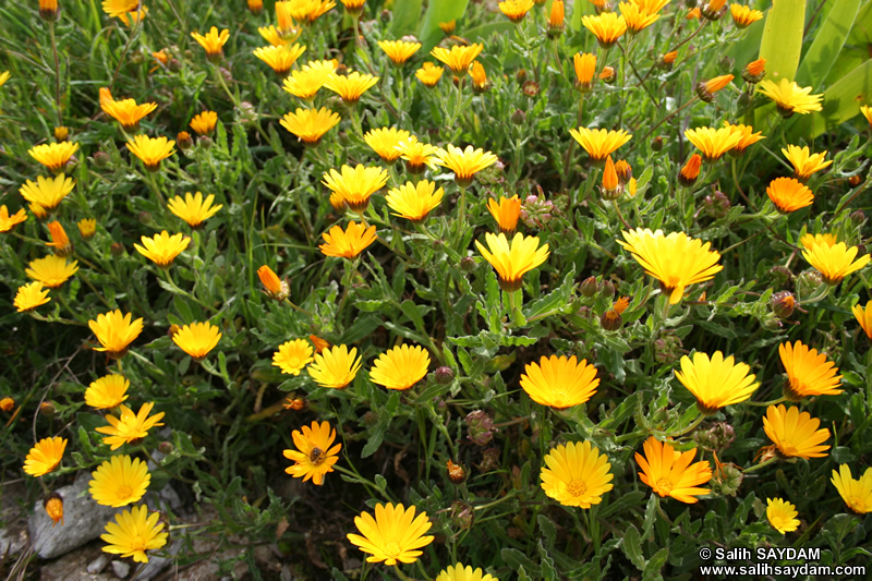 Bartın Çiçek Fotoğraf Galerisi 1 (Amasra)