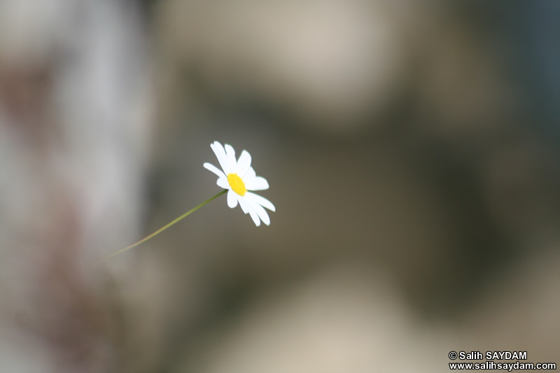 Bartın Çiçek Fotoğraf Galerisi 5 (Papatya) (Ulukaya)
