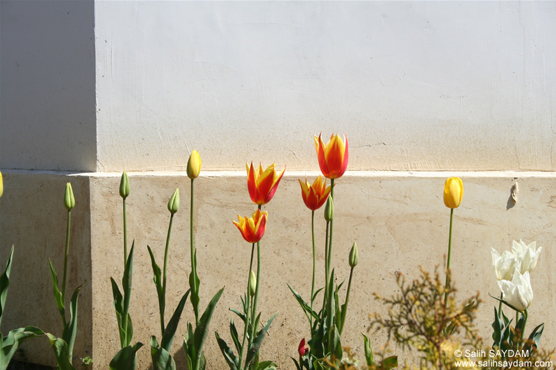 Samsun Çiçek Fotoğrafı (Lale) (Amisos Tepesi)