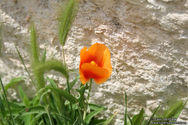 Mersin Çiçek Fotoğraf Galerisi 4 (Gelincik) (Silifke, Uzuncaburç)