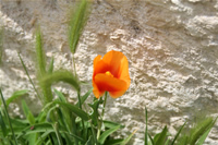 Mersin Çiçek Fotoğraf Galerisi 4 (Gelincik) (Silifke, Uzuncaburç)