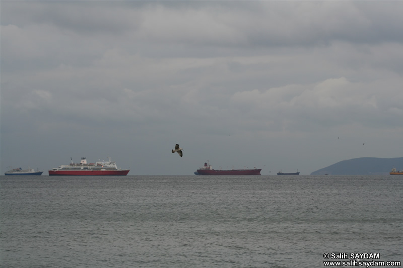 Gemi Fotoğrafı (İstanbul, Tuzla)
