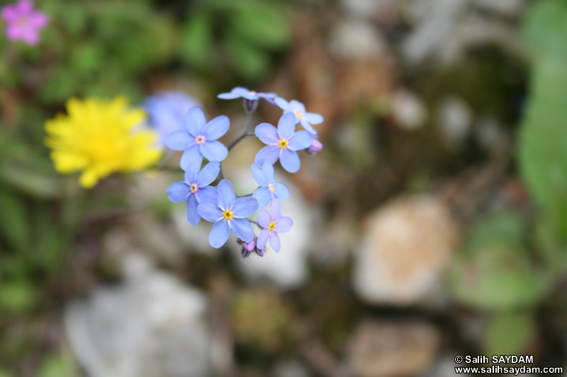 Bartin Flower Photo Gallery 4 (Ulukaya)