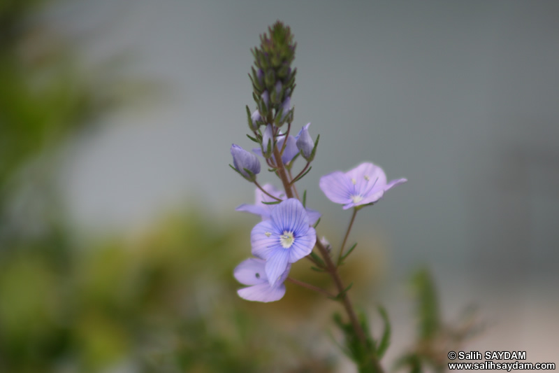 Bartin Flower Photo Gallery 6 (Ulukaya)