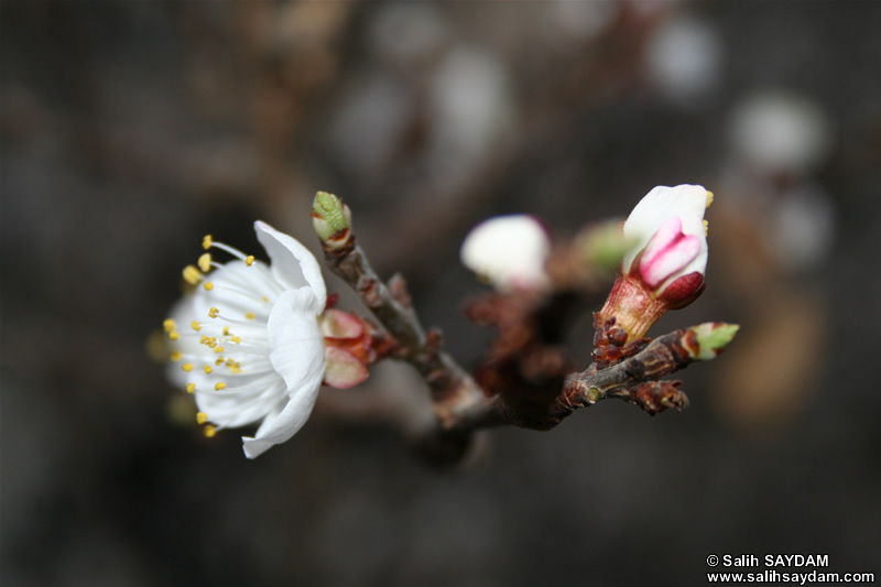 Ankara Flower Photo Gallery 3 (Apricot Flower)