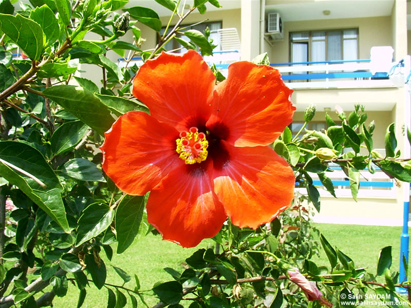Mersin Flower Photo Gallery 1 (Yesilovacik)