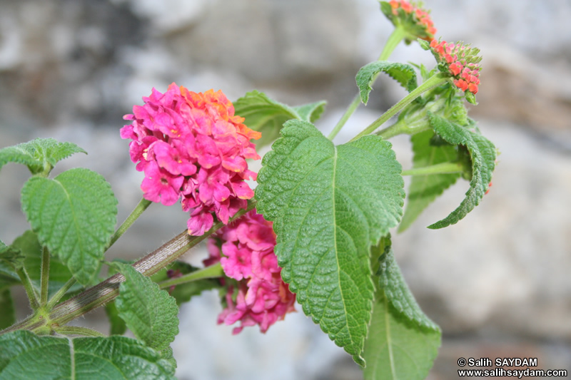 Mersin Flower Photo Gallery 12 (Anamur (Mamure) Castle)