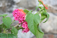 Mersin Flower Photo Gallery 12 (Anamur (Mamure) Castle)