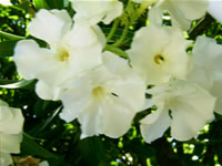 Mugla Flower Photo Gallery (Bortubet, Club Amazon)