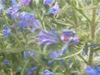 Gumushane Flower Photo Gallery 2 (Tersun Mountain Crossing)