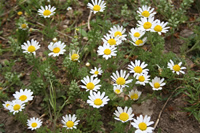 Mersin Flower Photo Gallery 5 (Daisy) (Silifke, Diocaesarea (Uzuncaburc))